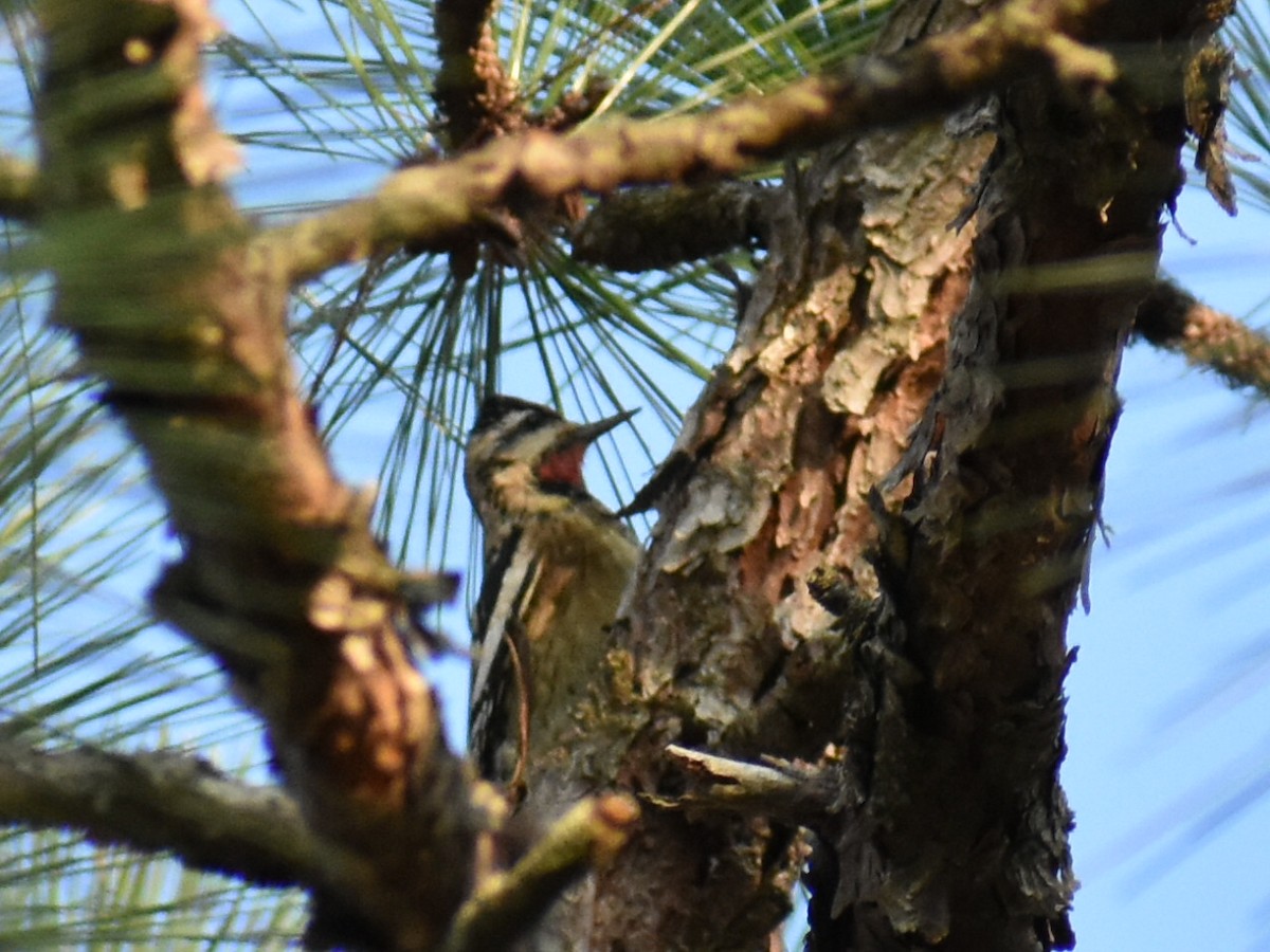 Yellow-bellied Sapsucker - ML188763191