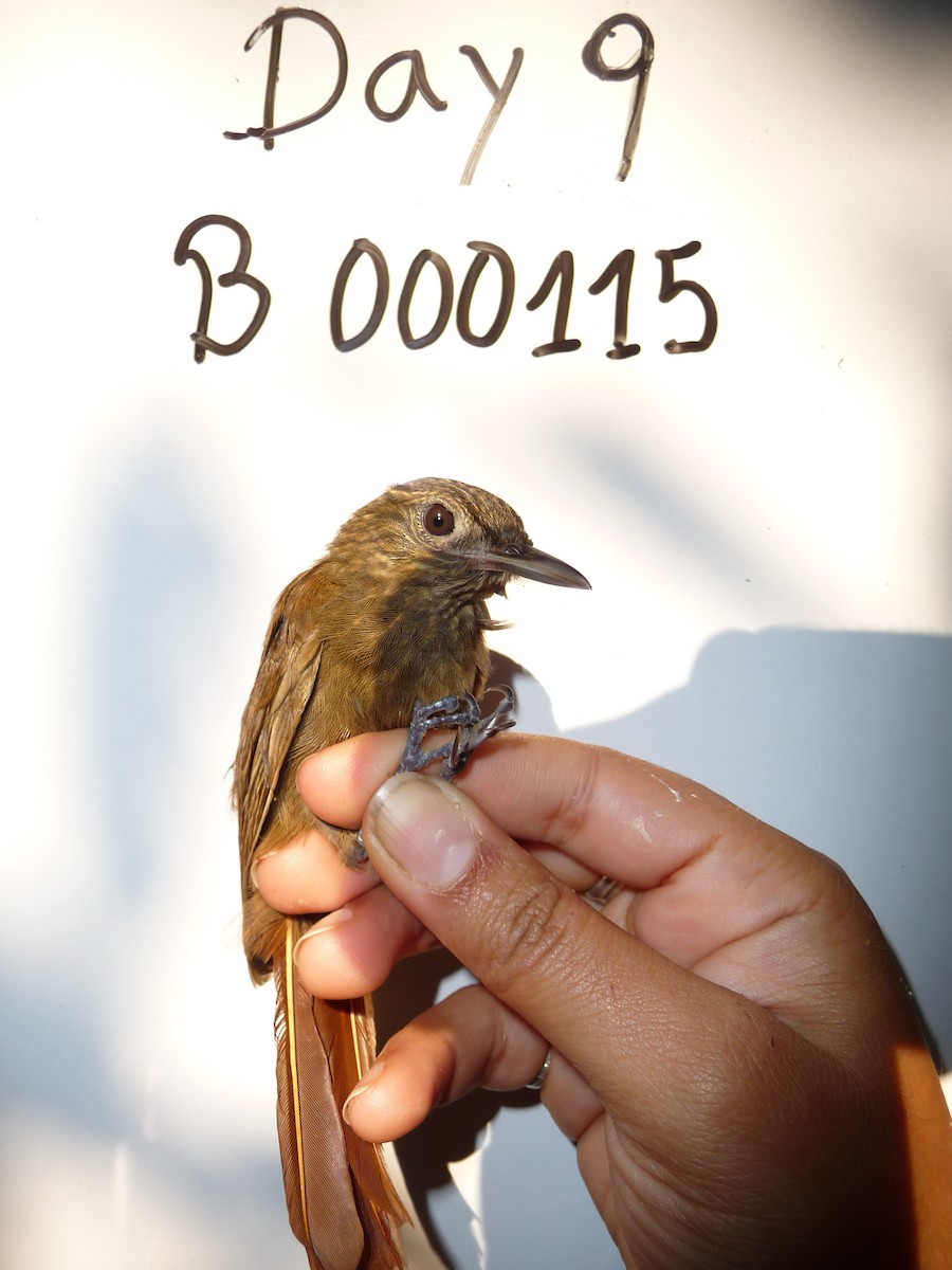 Spot-throated Woodcreeper - ML188764661