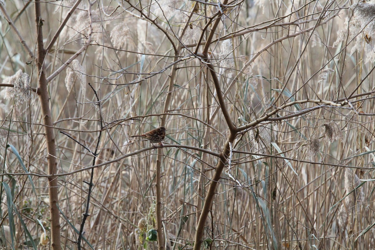 Fox Sparrow - ML188765321