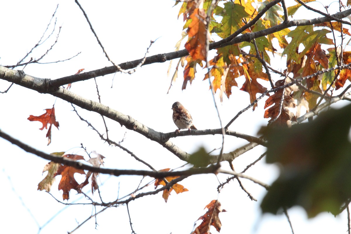 Fox Sparrow - ML188765401