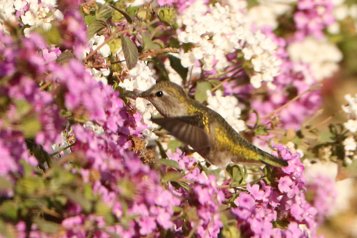 Anna's Hummingbird - Letty Roedolf Groenenboom