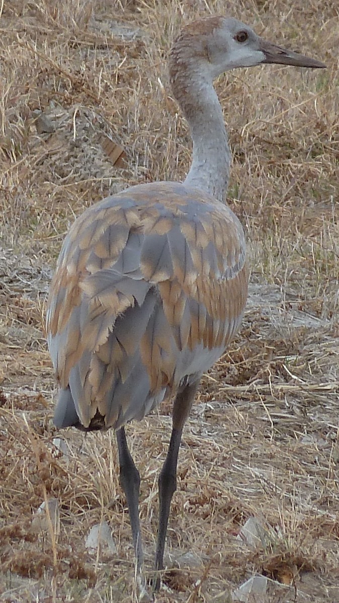 Grulla Canadiense - ML188766051