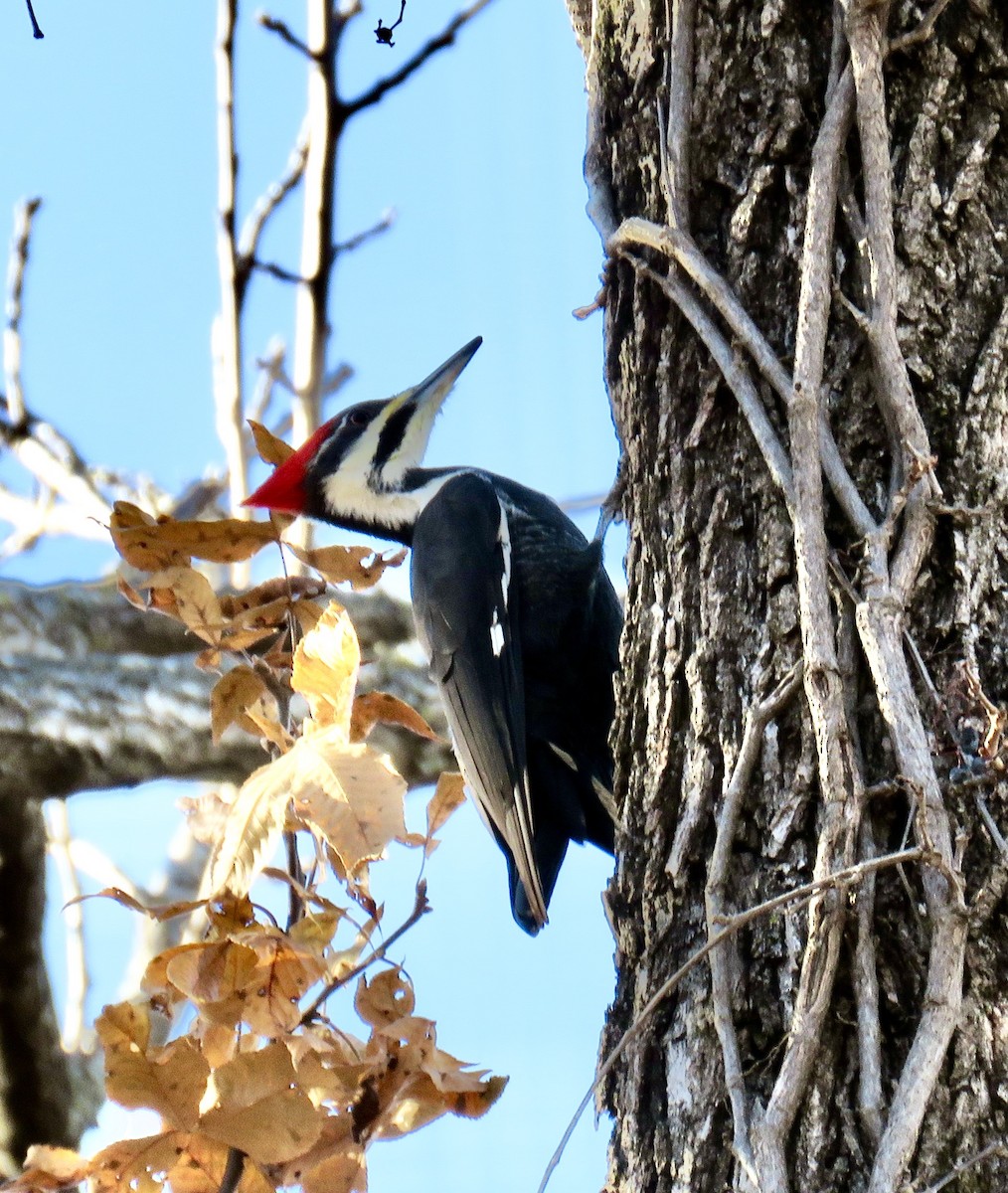 Pileated Woodpecker - Ann Tanner