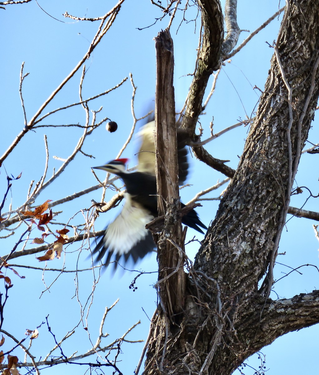 Pileated Woodpecker - Ann Tanner