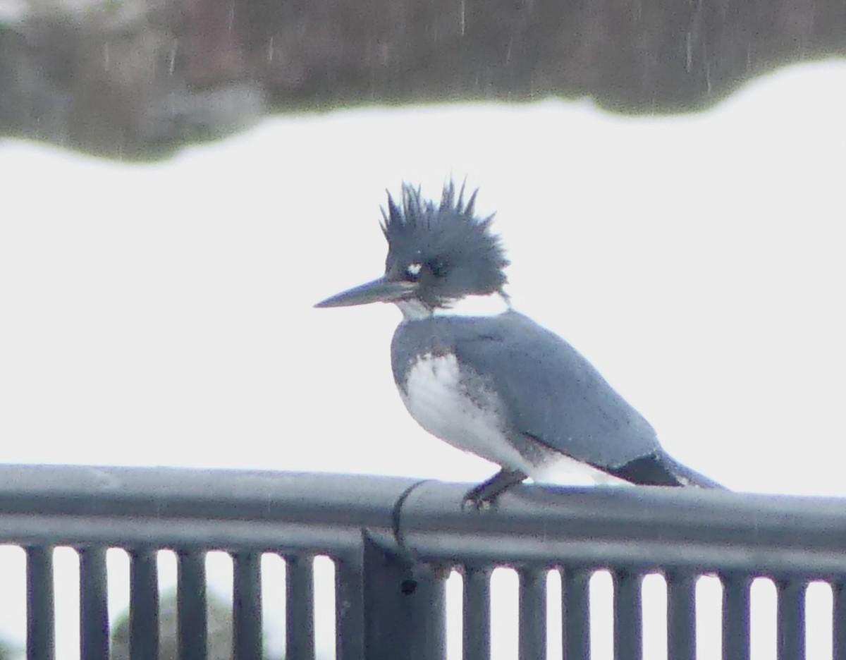 Belted Kingfisher - ML188767021