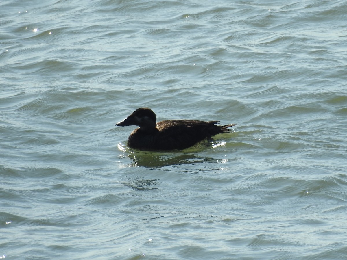 Surf Scoter - Tristan Jobin