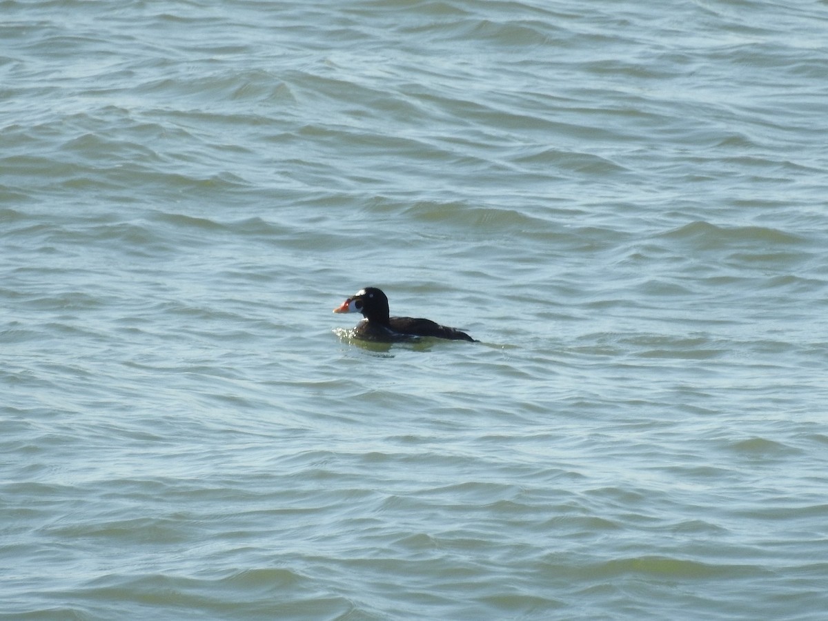 Surf Scoter - ML188768781