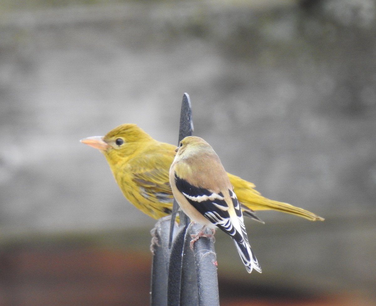 American Goldfinch - ML188768831