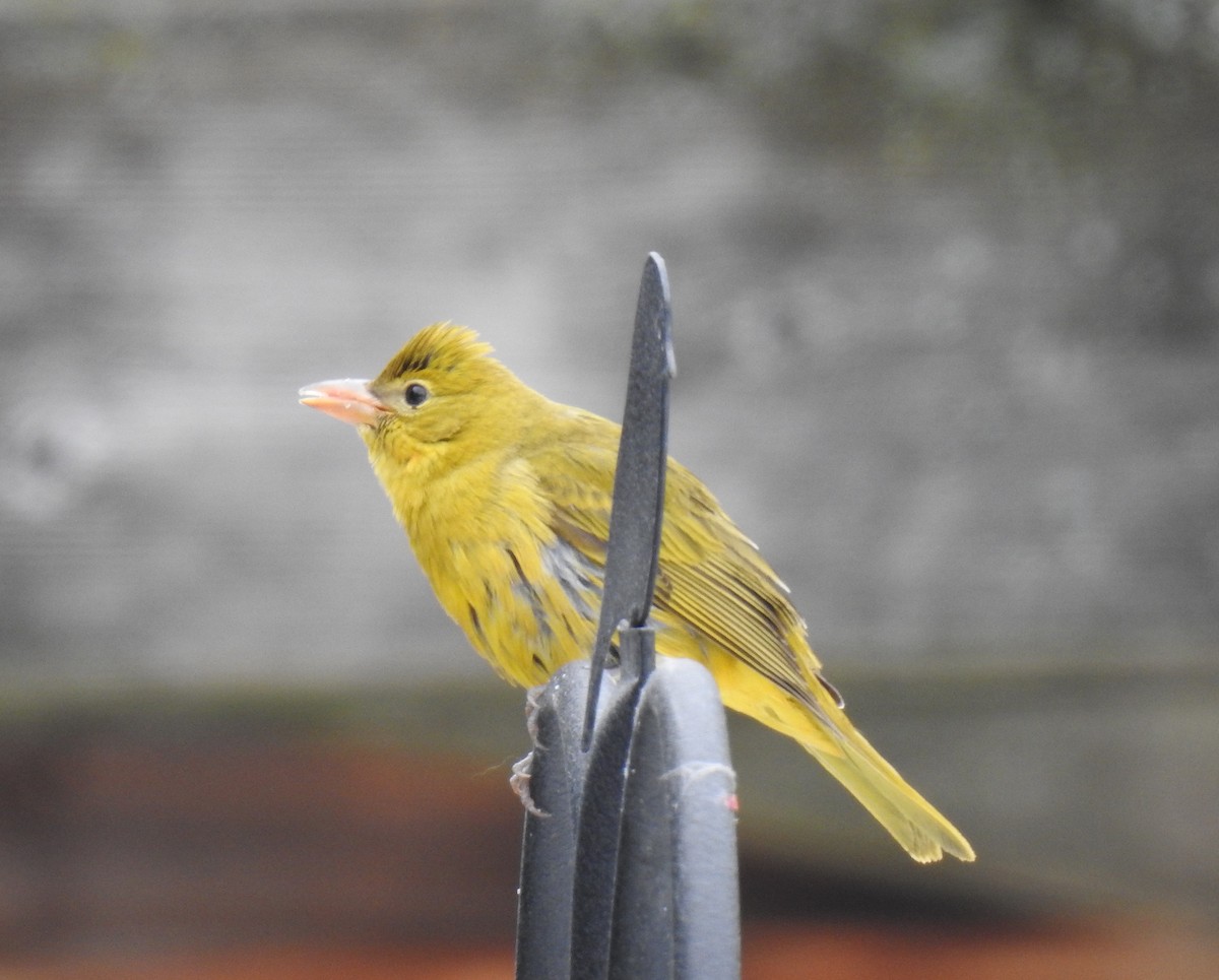 Summer Tanager - Barbara N. Charlton