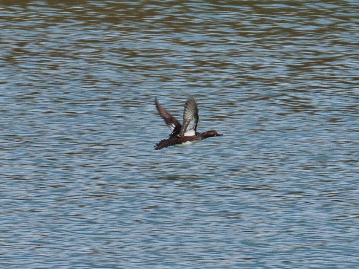 Hooded Merganser - Eric Carpenter