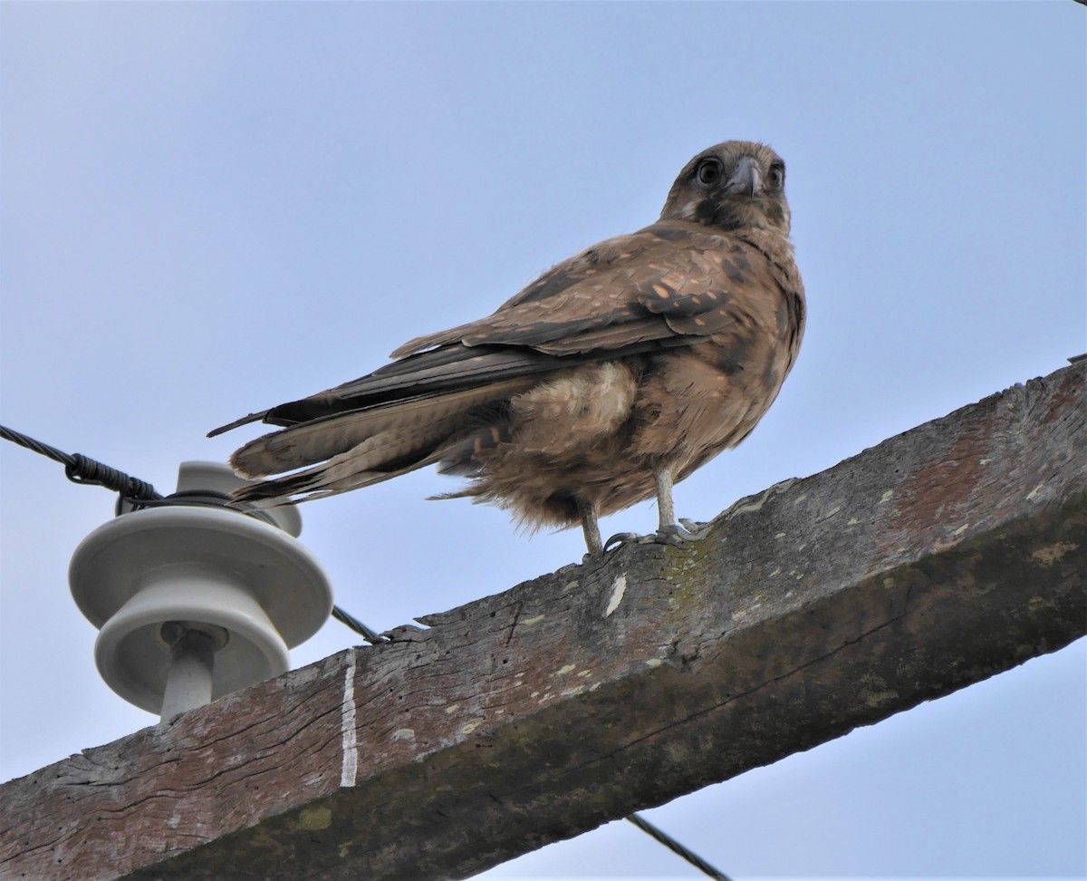 Brown Falcon - Annette Foy