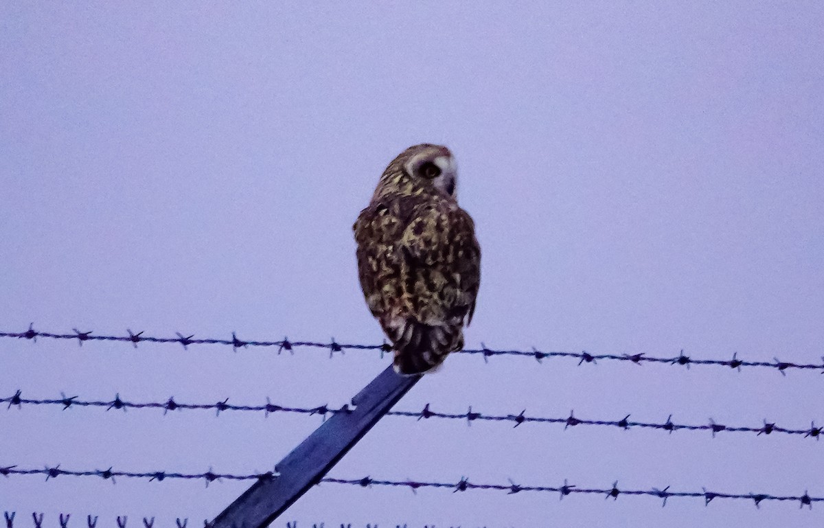 Short-eared Owl (Northern) - Gale VerHague