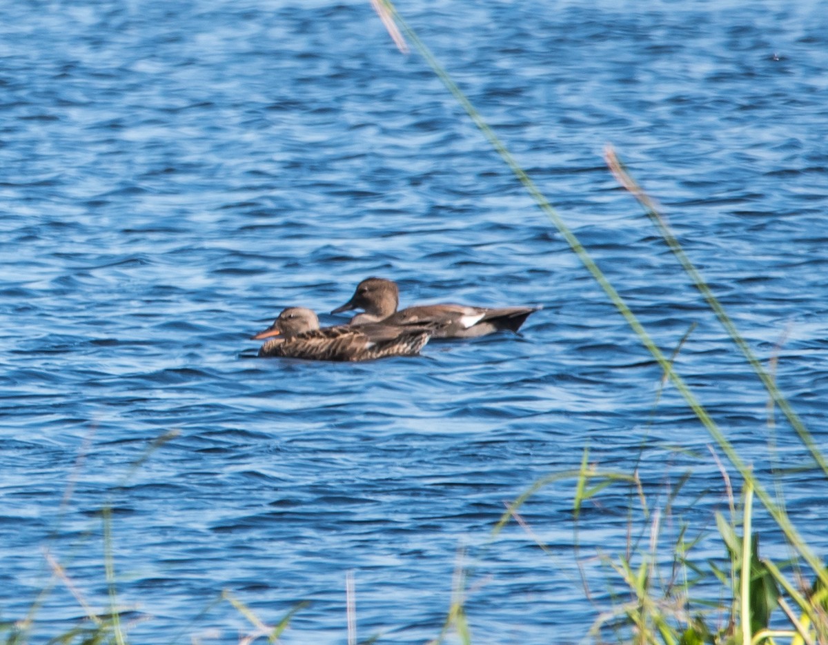 Canard chipeau - ML188772431