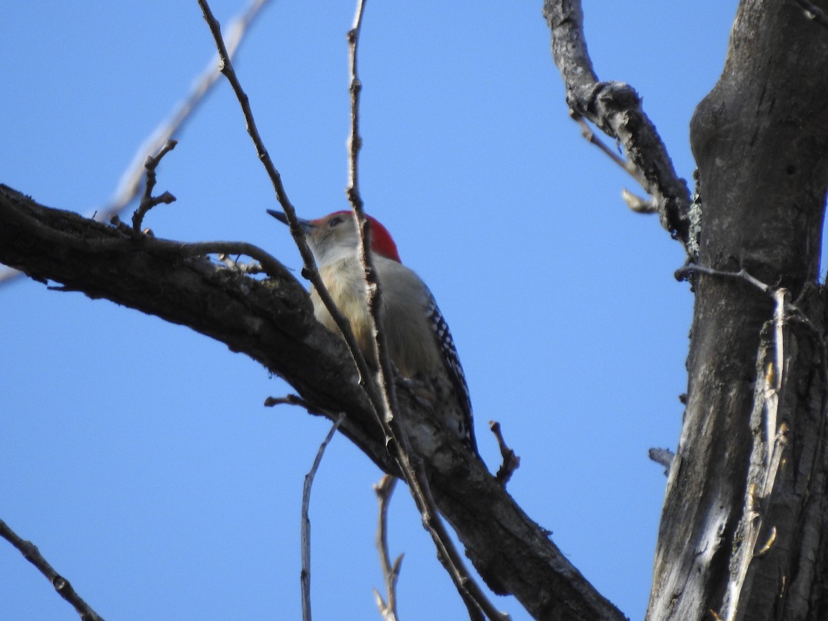 Red-bellied Woodpecker - ML188775881