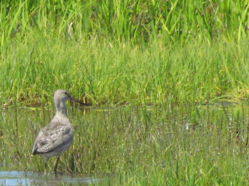 Chevalier semipalmé (inornata) - ML188775931