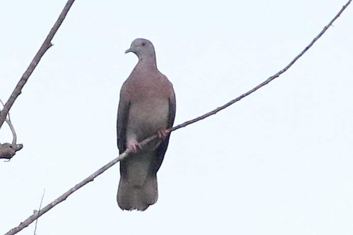 Pale-vented Pigeon - ML188776471