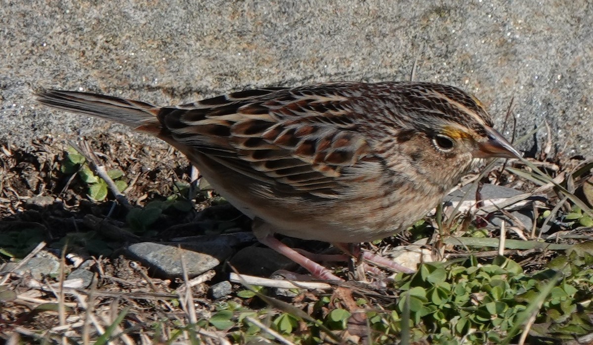 Grasshopper Sparrow - ML188776851