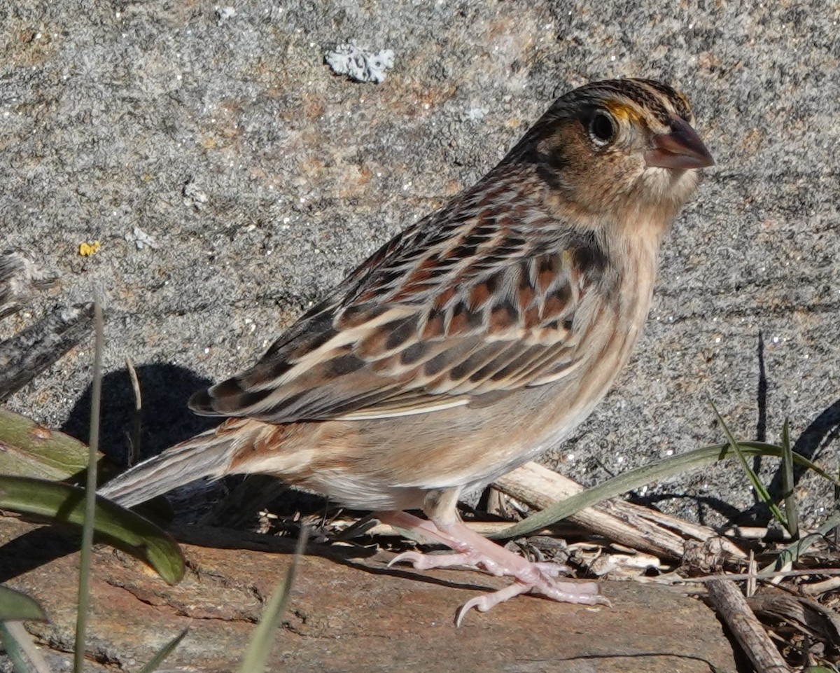 Grasshopper Sparrow - ML188776861