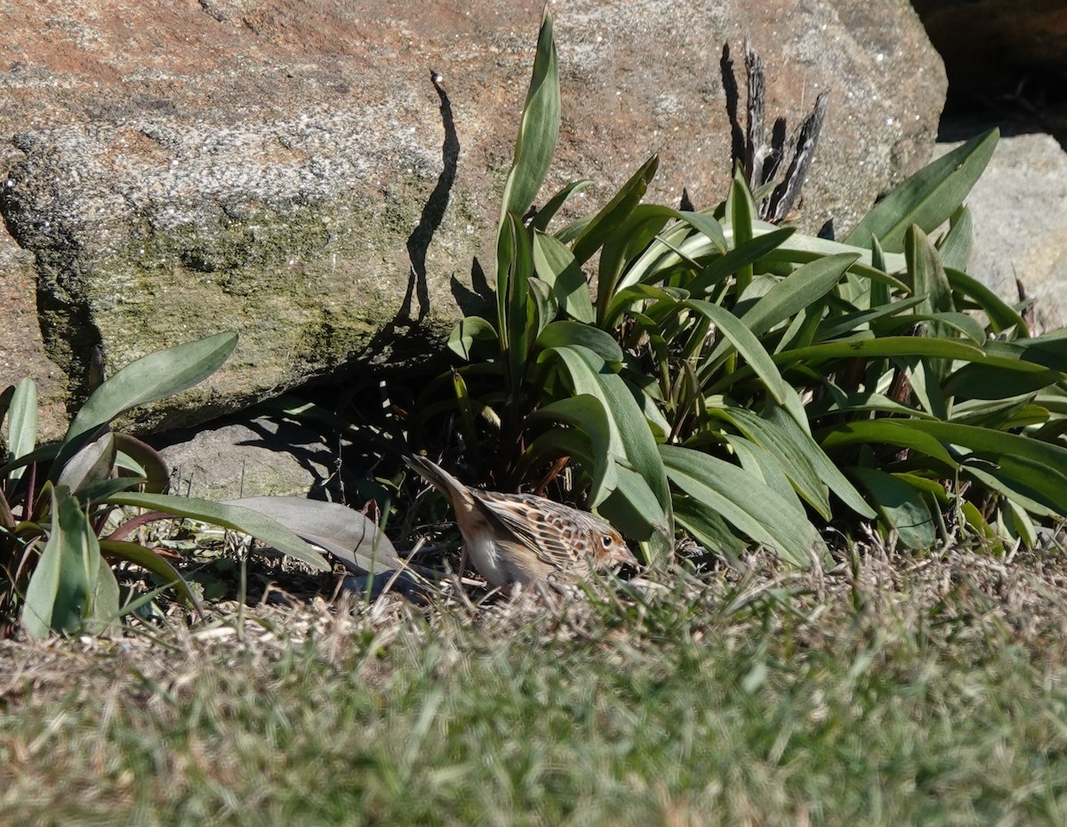 Grasshopper Sparrow - ML188776871