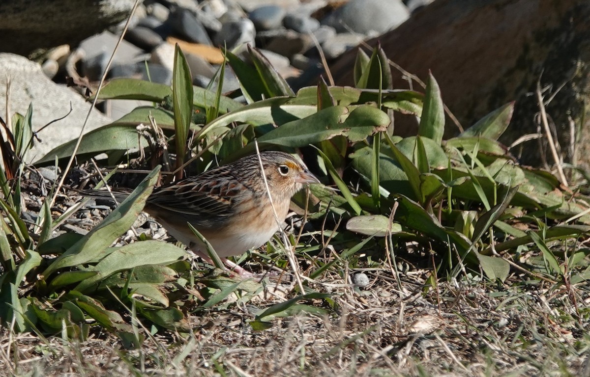Grasshopper Sparrow - ML188777011