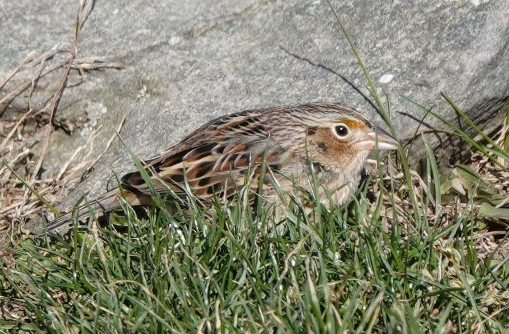 Grasshopper Sparrow - ML188777051