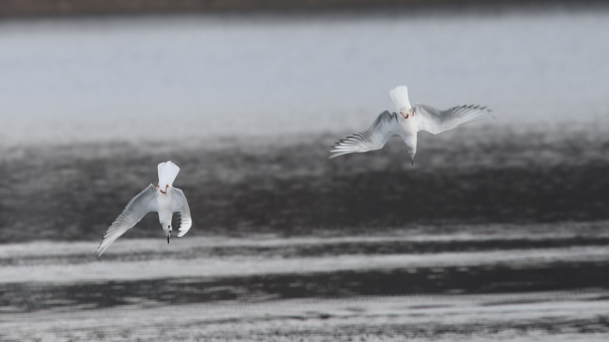Bonaparte's Gull - Carl Winstead
