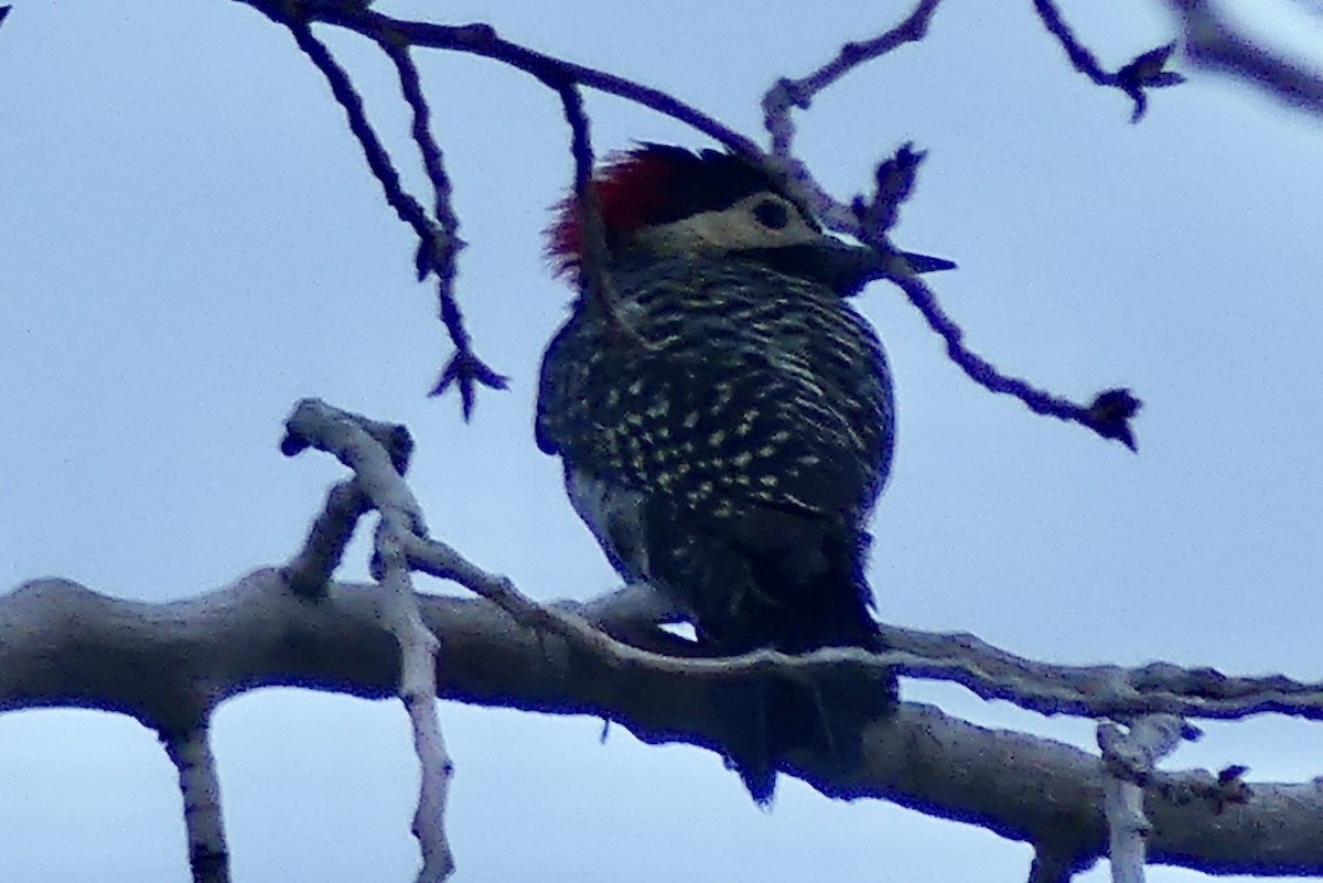 Green-barred Woodpecker - Laura Blutstein