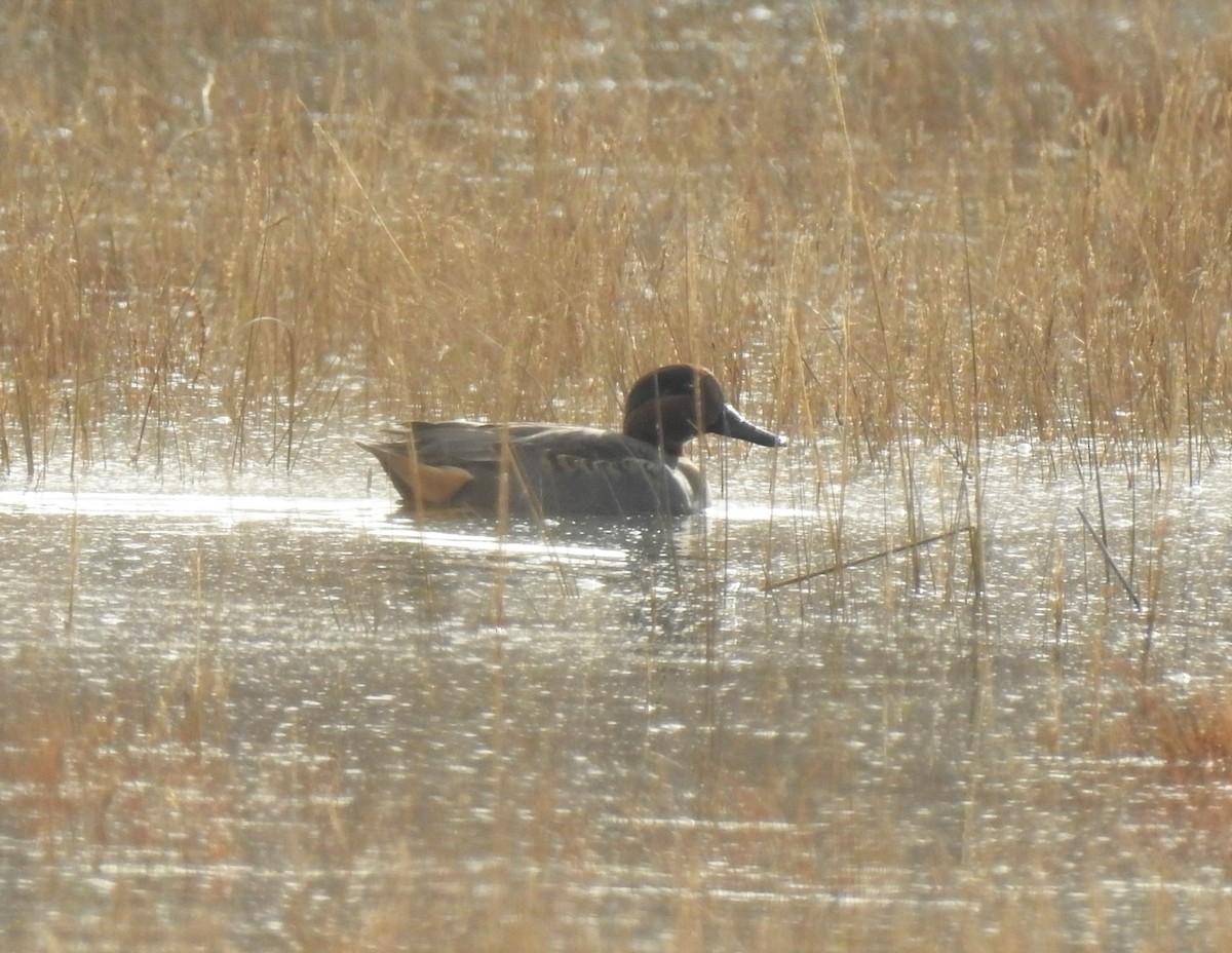 Green-winged Teal - Vincent Glasser