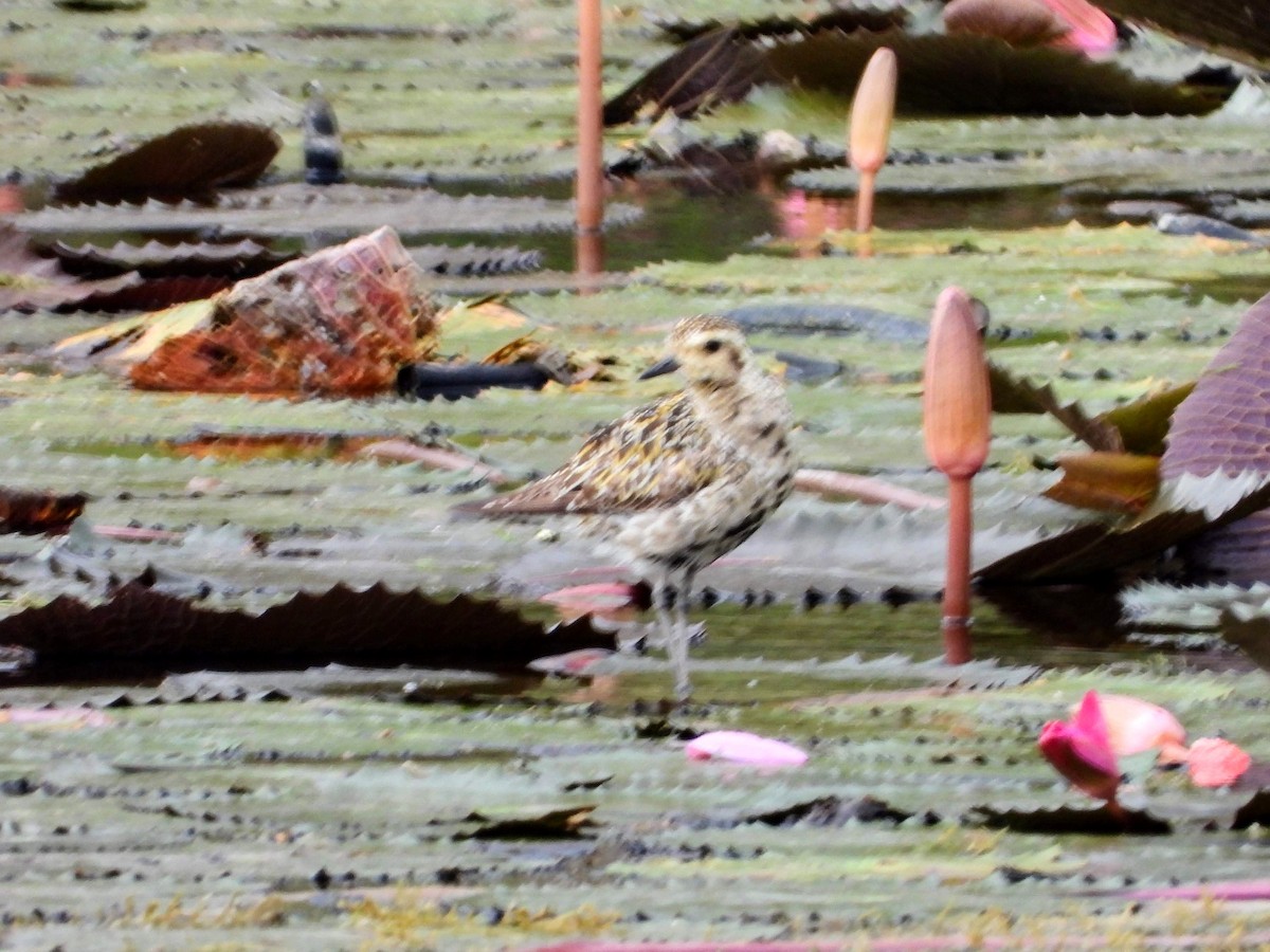 Pacific Golden-Plover - ML188782171