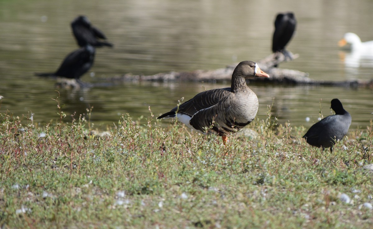 Greater White-fronted Goose - Eduardo Pacheco Cetina