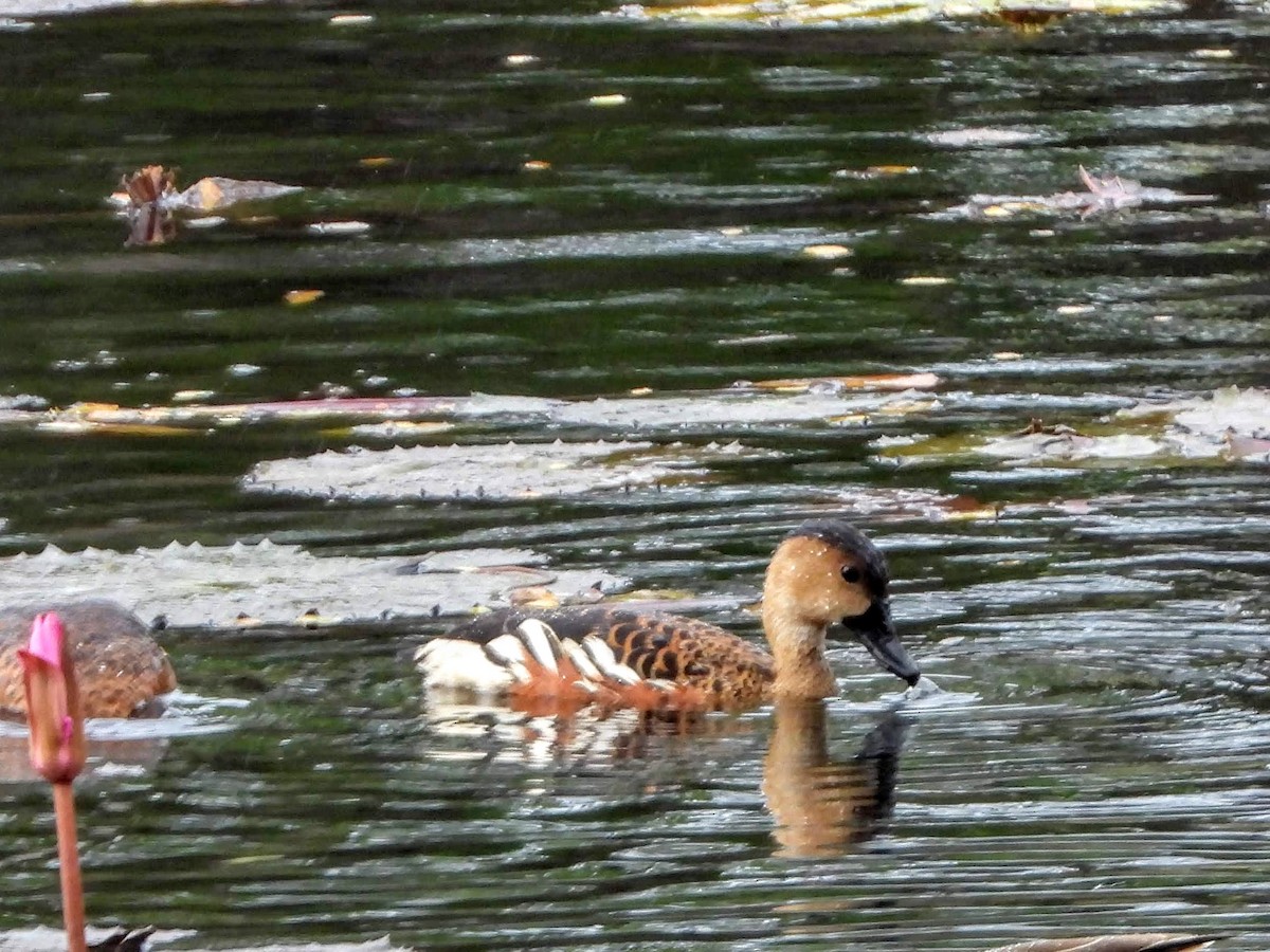 Wandering Whistling-Duck - ML188783831