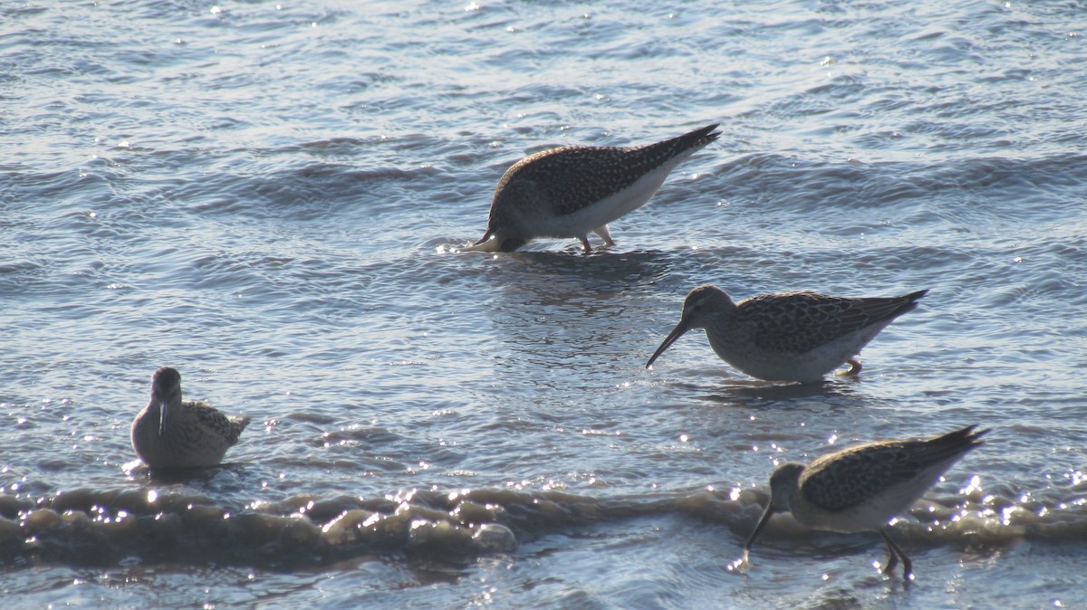 Stilt Sandpiper - Laura Burke