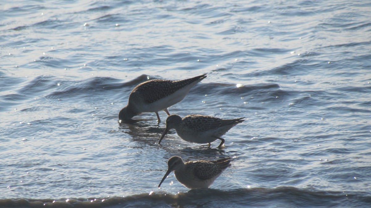 Stilt Sandpiper - ML188784131