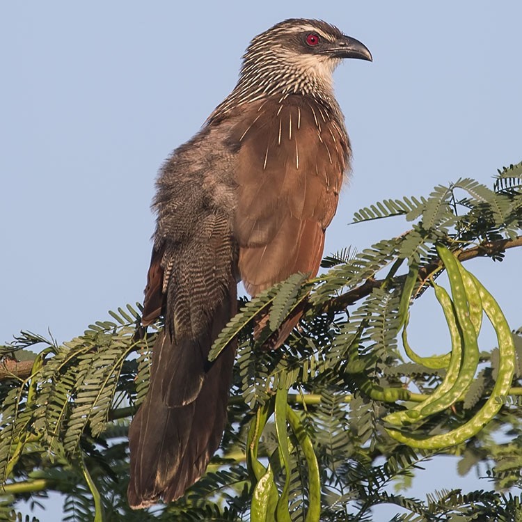 White-browed Coucal - ML188784711