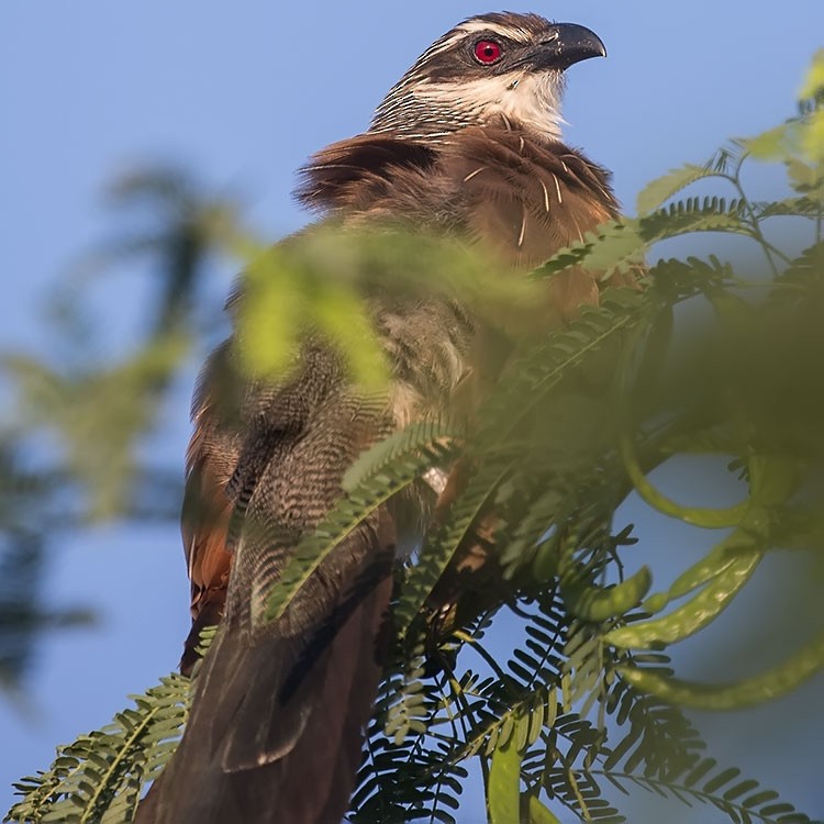 White-browed Coucal - ML188784721