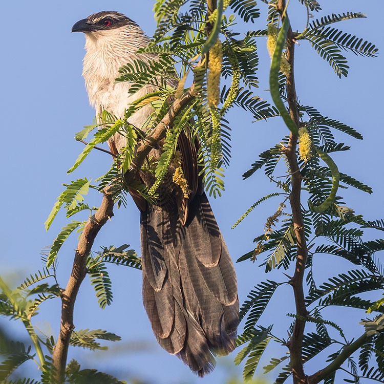 White-browed Coucal - ML188784761
