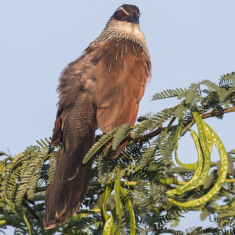 White-browed Coucal - ML188784791