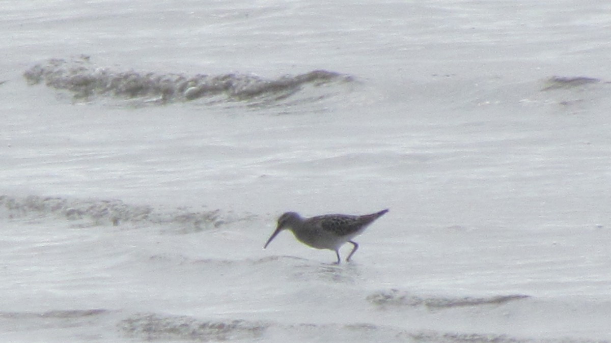 Stilt Sandpiper - Laura Burke