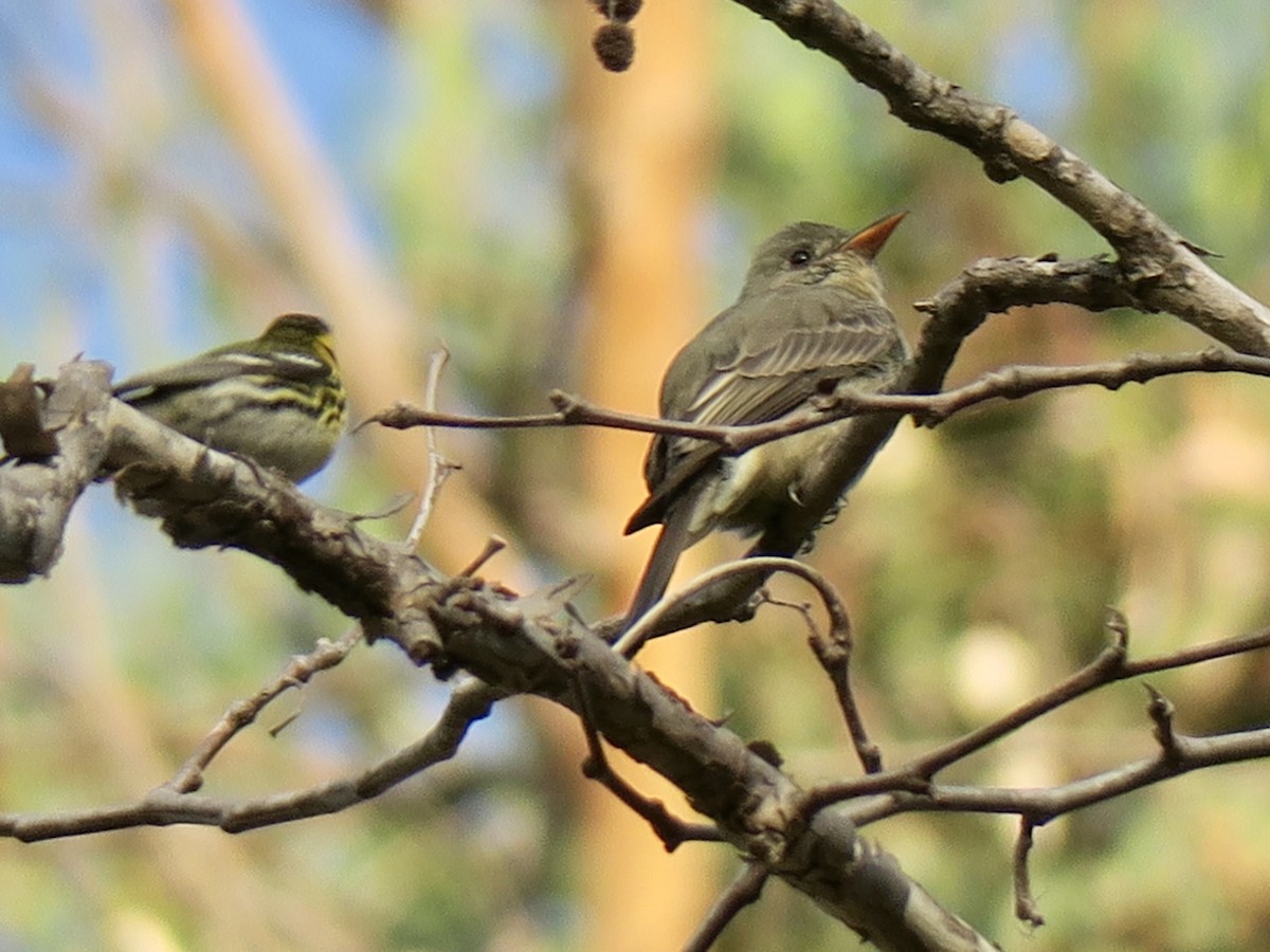 Greater Pewee - ML188785681