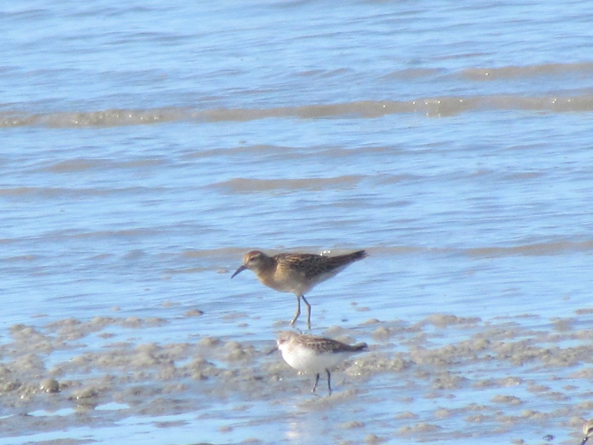 Sharp-tailed Sandpiper - Laura Burke