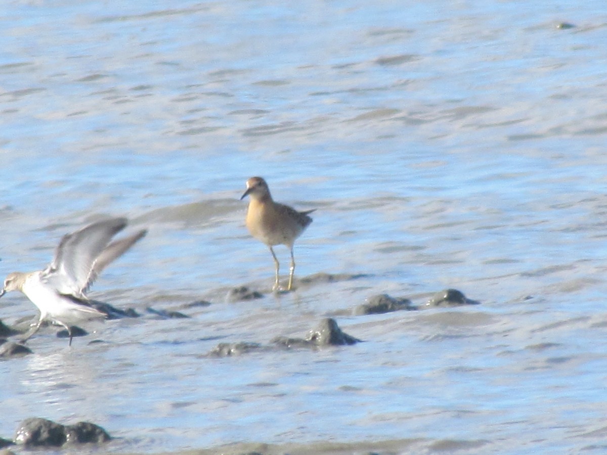 Sharp-tailed Sandpiper - Laura Burke