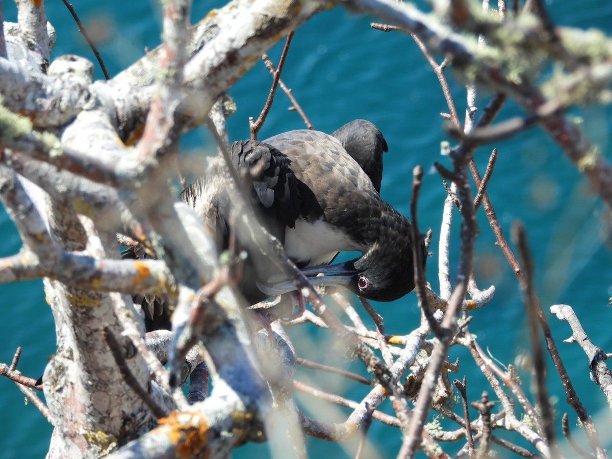 Magnificent Frigatebird - ML188788241