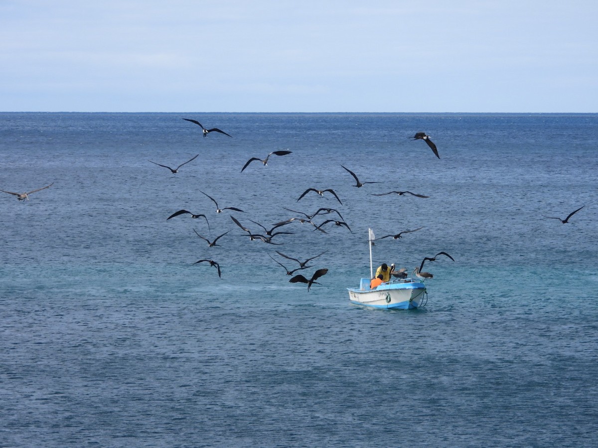 Magnificent Frigatebird - ML188788261