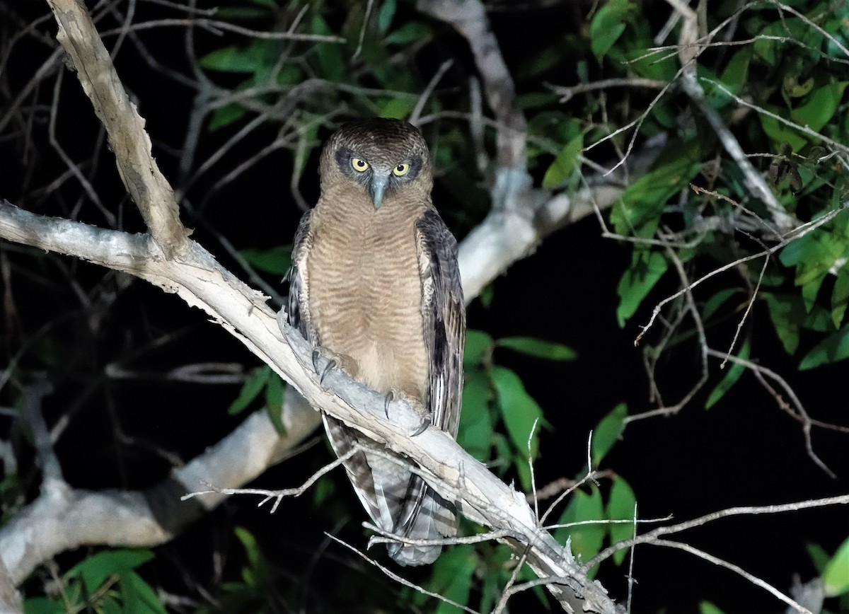 Rufous Owl - ML188788901