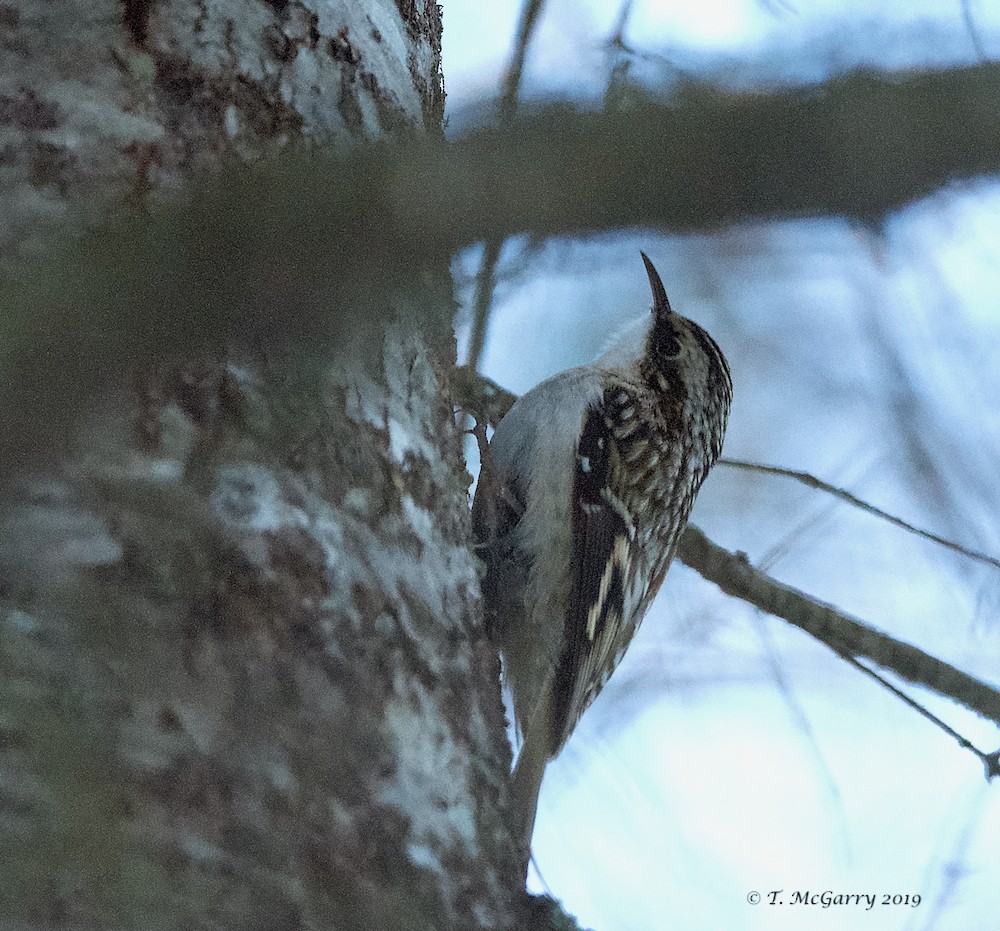 Brown Creeper - Tammy  McGarry