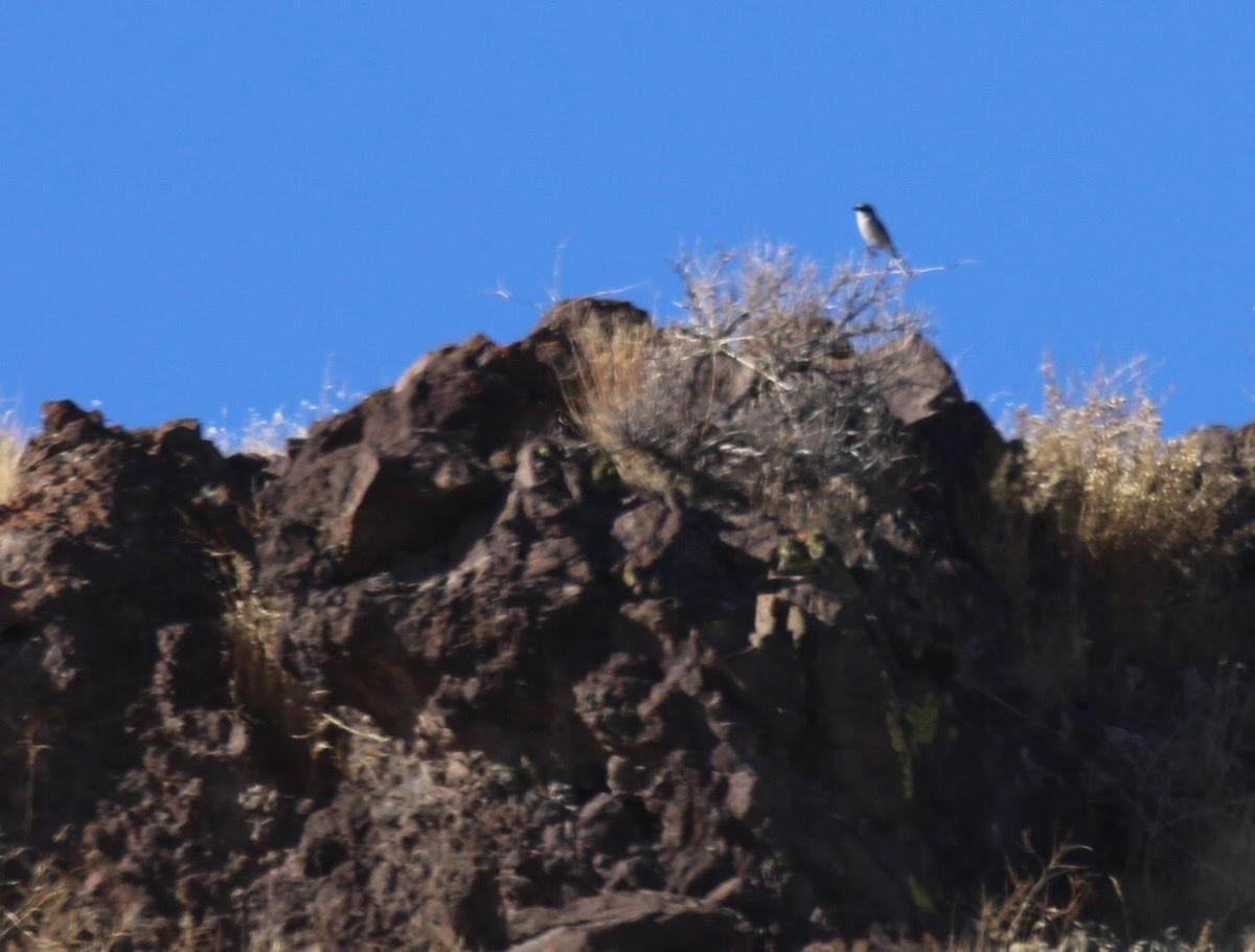 Loggerhead/Northern Shrike - ML188790391