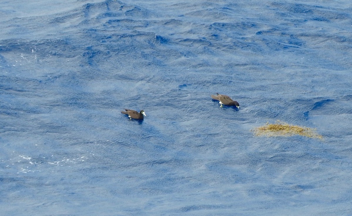 Brown Booby - ML188791121