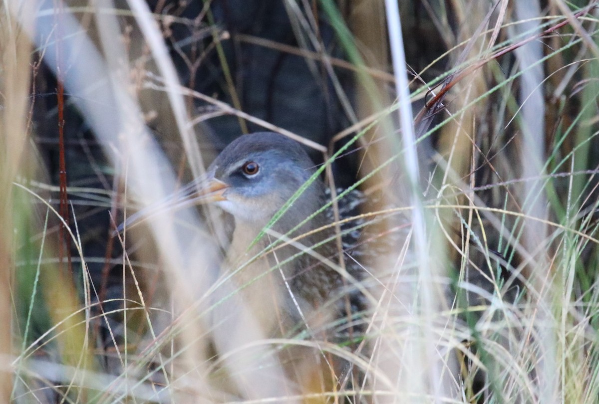 Clapper Rail - ML188792161