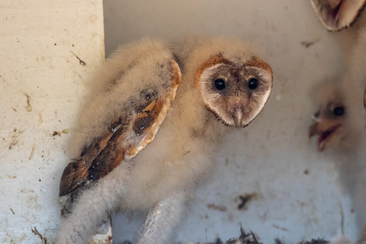 Barn Owl - ML188792671