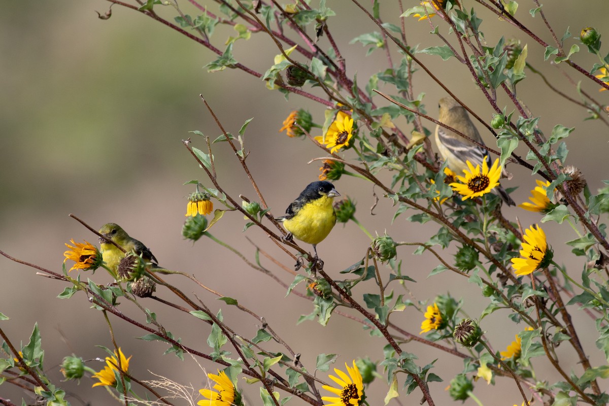 Lesser Goldfinch - Kris Perlberg